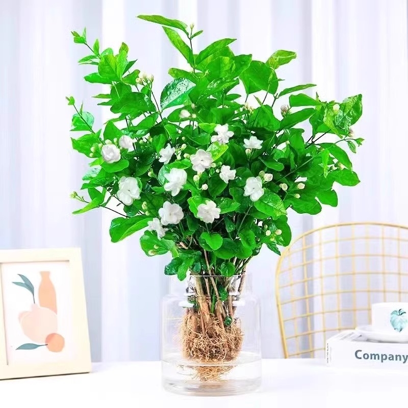 茉莉花鲜花水养盆栽办公室花卉植物水培多规格