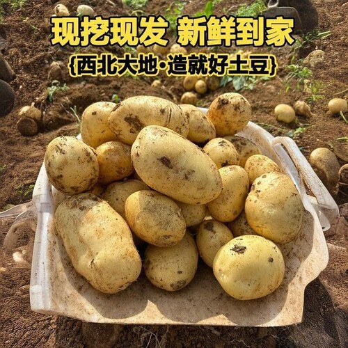 苹果优选甘肃定西土豆新鲜现挖黄皮黄心沙面蔬菜农家自种粉糯洋芋