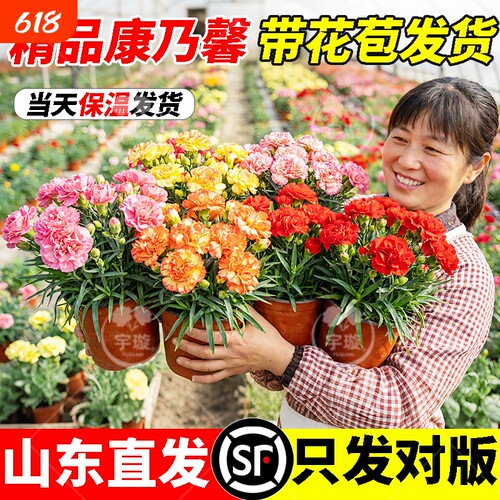 带花康乃馨盆栽带花苞四季花卉室内耐寒阳台年宵观花植物好养易活