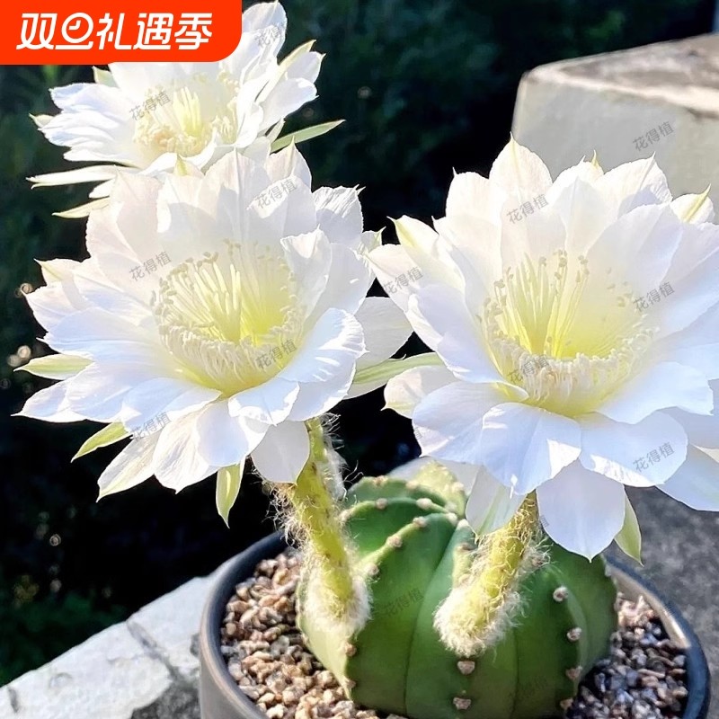 粉花短毛丸仙人球可开花仙人掌多肉植物室内花卉盆栽植物万重山