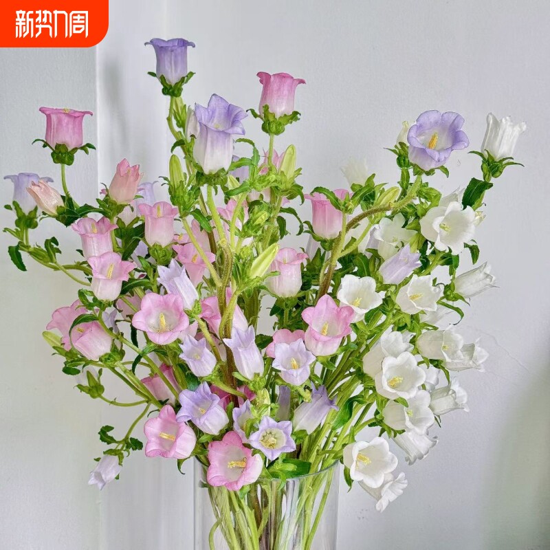 风铃鲜花真花直发云南插花水养基地水培鲜切客厅摆设花束卧室开花