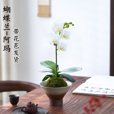 苔藓球蝴蝶兰带花盆栽阿玛室内