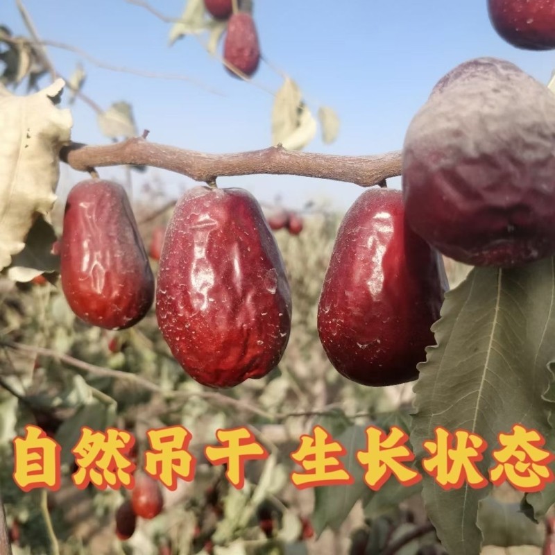 和田原生态红枣自然吊干土枣红枣新疆土枣非若羌红枣灰枣特产土枣
