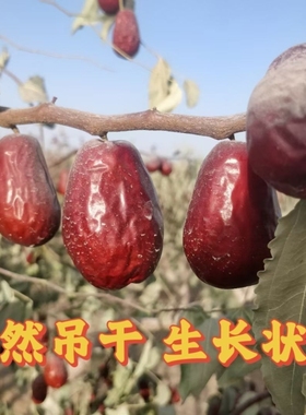 和田原生态红枣自然吊干土枣红枣新疆土枣非若羌红枣灰枣特产土枣
