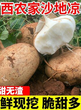 凉薯地瓜新鲜广西白心萝卜水果沙葛土番薯农家特产9斤现挖菜沙地