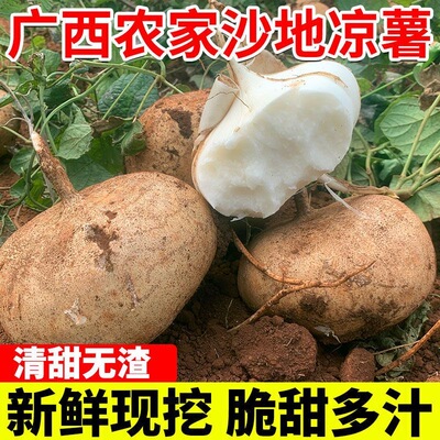 凉薯地瓜新鲜广西白心萝卜水果沙葛土番薯农家特产9斤现挖菜沙地