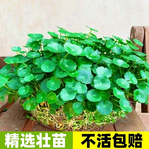 茂盛带叶铜钱草包成活