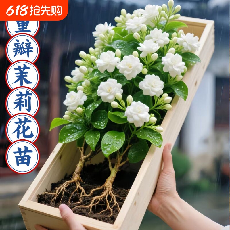 茉莉花苗盆栽带花苞九里香老桩水培栀子花卉驱蚊绿植物室内四季开