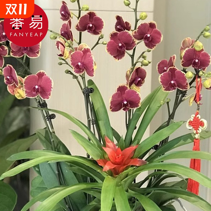植物支架BA1sn0-固定支撑花架爬藤花卉盆栽金钱树造型制作材料