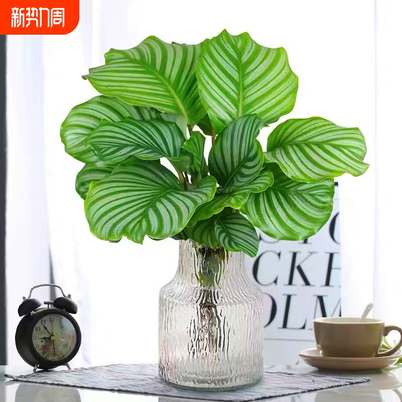 青苹果竹芋盆栽水培植物客厅孔雀竹芋办公室内桌面四季好养绿植