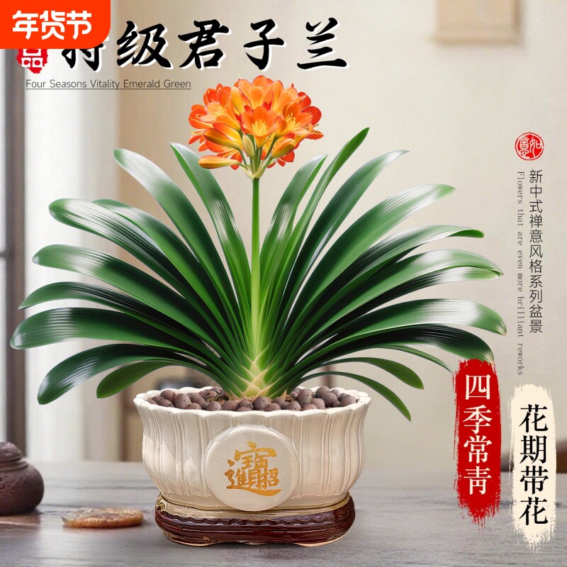 精品君子兰盆栽带花苞室内办公室名贵花卉绿植物特大号国宝级好养