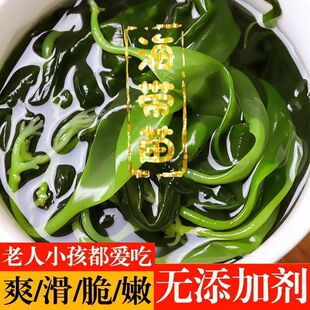 海带苗新鲜海味海带嫩苗嫩芽凉拌火锅海菜芽海鲜美味干货老少皆宜