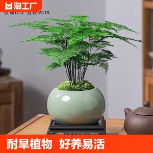 文竹盆栽植物室内办公室水培客厅懒人小绿植花卉大全盆景四季常青