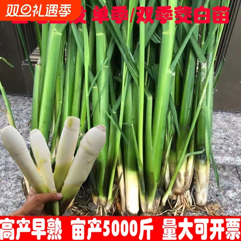 早熟茭白苗双季茭白种苗高产高瓜苗高笋种苗水笋水生蔬菜茭瓜苗