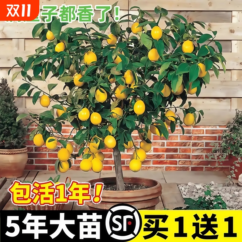香水柠檬树苗盆栽|超1000次加购