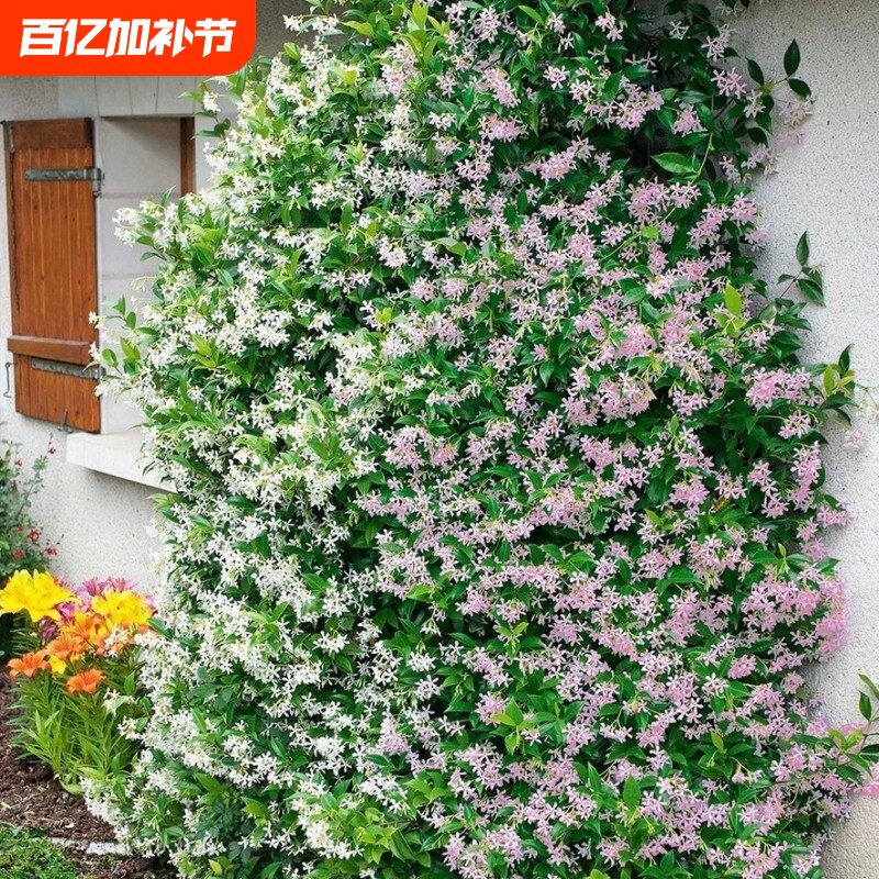 风车茉莉盆栽大苗络石藤垂丝爬藤花卉耐寒阳台绿植物四季开花庭院