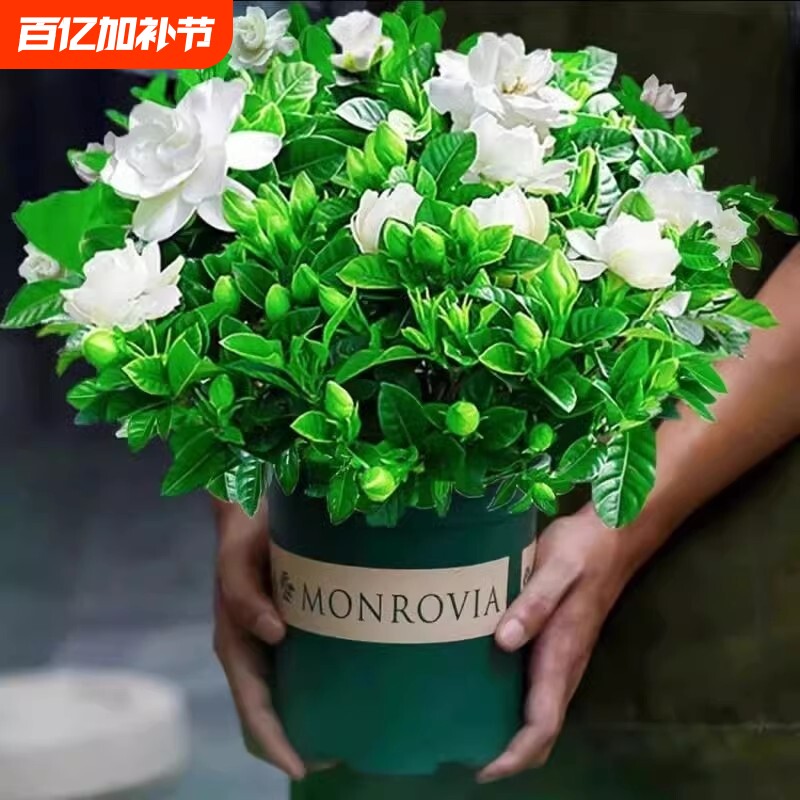 栀子花盆栽带花苞浓香四季开花花卉室内净化空气办公室绿植多规格