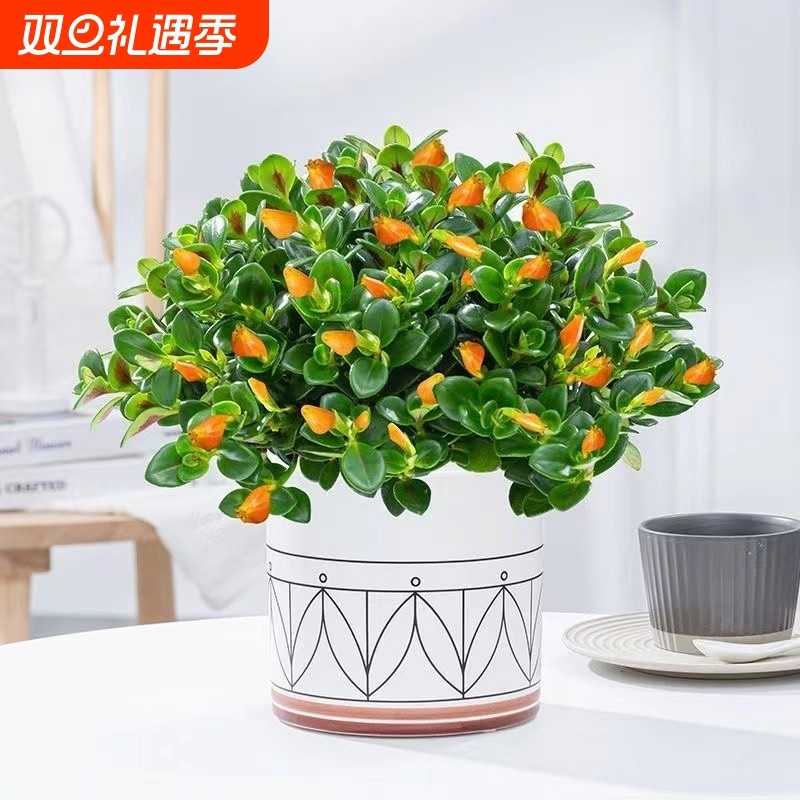 金鱼吊兰盆栽带花苞大盆金鱼花室内客厅万年青植物四季花卉多规格