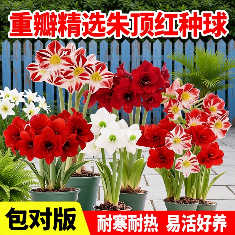 重瓣朱顶红种球好养花卉盆栽植物庭院阳台球根绿植耐热室内耐寒