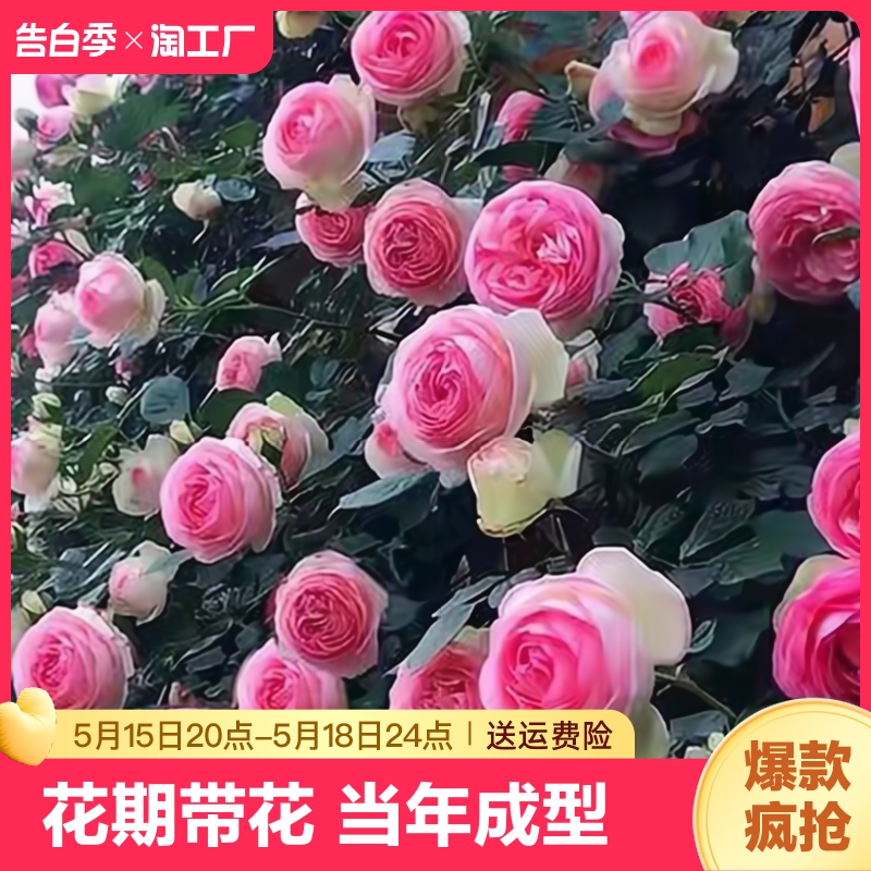 蔷薇花苗藤本月季花树爬藤植物阳台花卉玫瑰盆栽四季开花蒂娜特大 鲜花速递/花卉仿真/绿植园艺 月季/蔷薇/玫瑰 原图主图