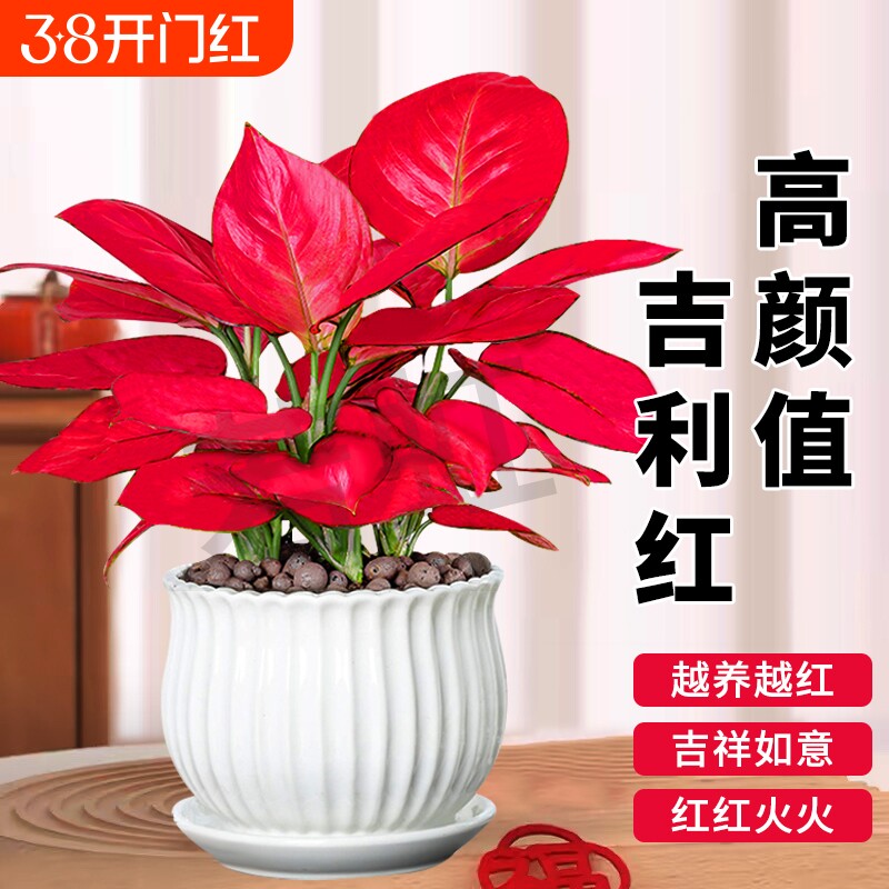 吉利红盆栽如意室内旺宅花卉绿植好养桌面植物客厅摆放办公室水培