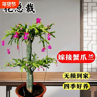 嫁接蟹爪兰盆栽带花苞双层三层仙人掌嫁接的多色花卉四季