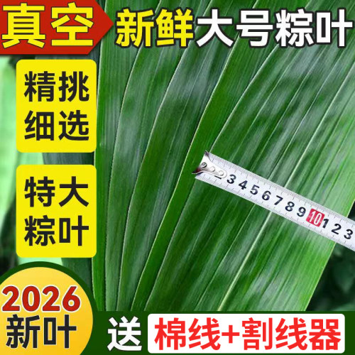 粽子叶新鲜粽叶大号新叶包粽子专用的叶子端午节商用批发干粽叶大