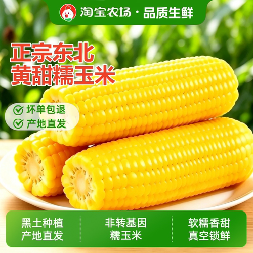 黄糯玉米正宗东北黄现摘新鲜甜玉米粒粘香甜软糯农场低脂代餐早餐