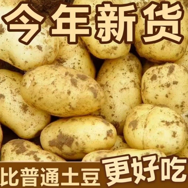 新货现挖黄皮土豆新鲜马铃薯正宗农家自种洋芋蔬菜整箱批发,水产肉类/新鲜蔬果/熟食,土豆,淘宝优惠券,粉丝福利购,淘宝优惠卷