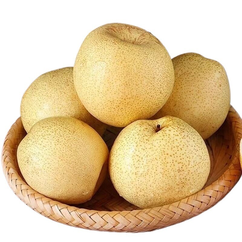 正宗砀山梨百年老树梨现摘现发新鲜包邮产地直发沙土地砀山酥梨