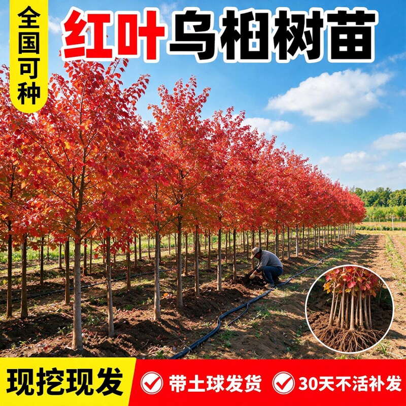 红叶乌桕树苗盆栽彩叶耐寒大型别墅庭院风景绿化四季菩提树苗木子