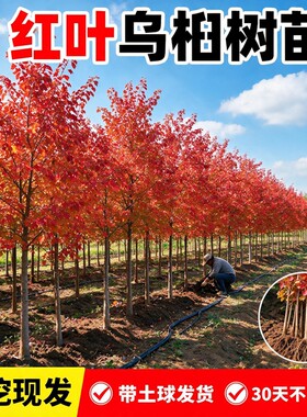 红叶乌桕树苗盆栽彩叶耐寒大型别墅庭院风景绿化四季菩提树苗木子