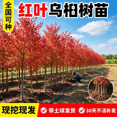 红叶乌桕树苗盆栽彩叶耐寒大型别墅庭院风景绿化四季菩提树苗木子