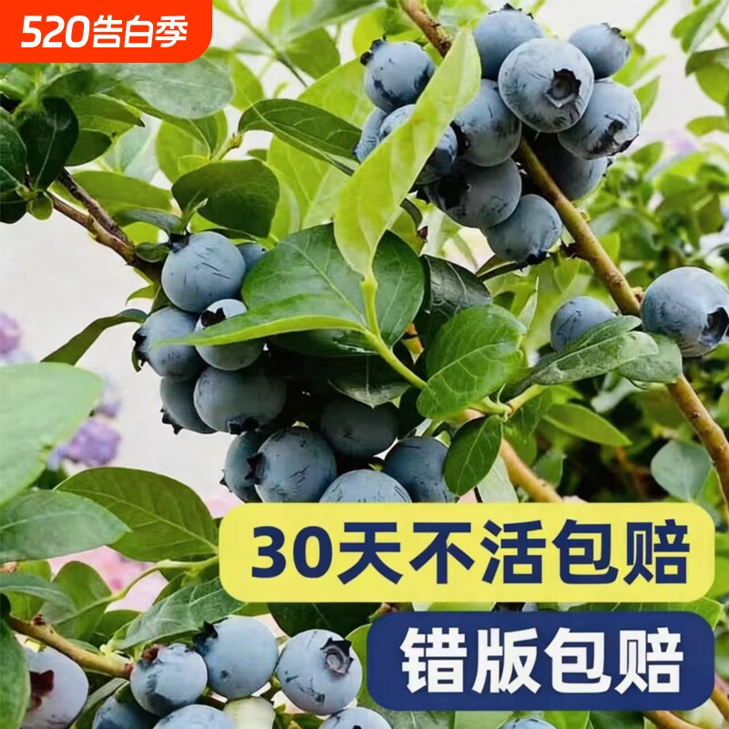 蓝莓盆栽果树苗四季果树种苗好养易活蓝莓苗南北方阳台庭院绿植苗
