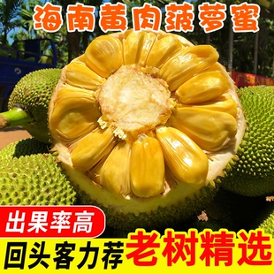 海南三亚黄肉菠萝蜜新鲜水果当季脆甜木波罗蜜一整个纯甜热带大果