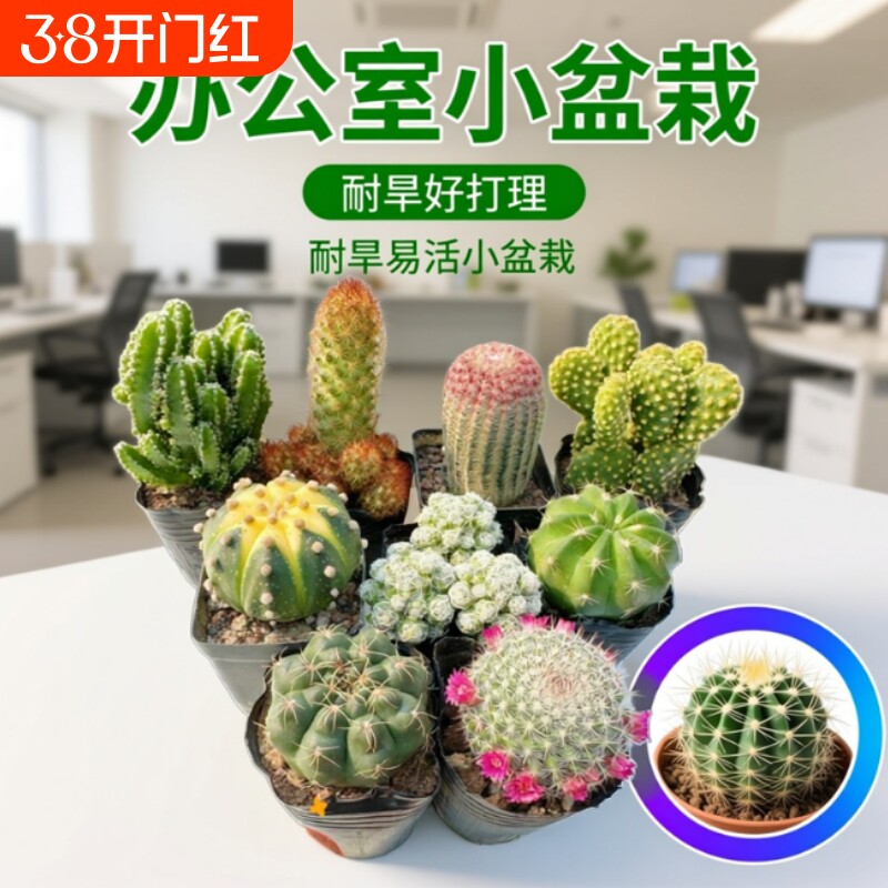 多肉植物仙人球盆栽带盆仙人掌桌面阳台室内花卉绿植小植物万重山