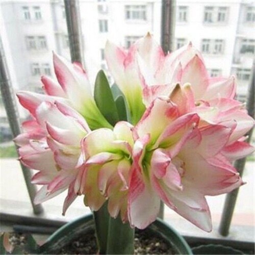 进口朱顶红种球重瓣根多年植物花卉花园阳台鬼魅初恋花孔雀阿弗雷