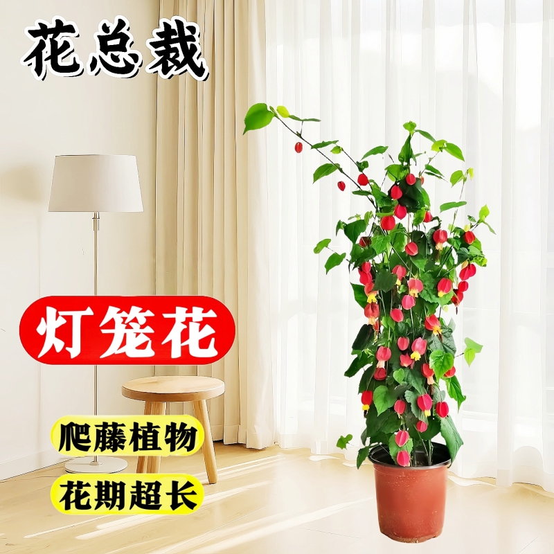 灯笼花蔓性风铃花红鄂丰满花苞