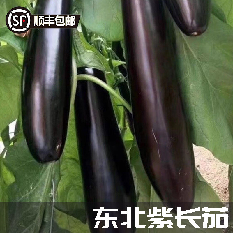 新鲜蔬菜东北紫茄子新鲜长茄现摘批发现发农家蔬菜当季整箱发顺丰