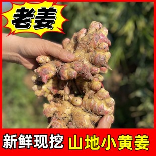特价云南小黄姜生姜批发现挖新姜嫩姜老姜仔姜月子姜沙姜带泥