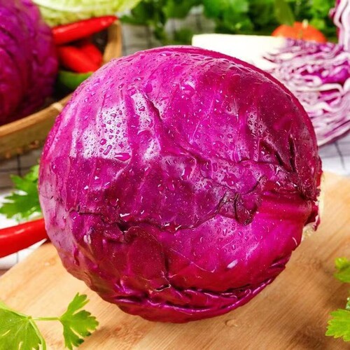 山东现摘紫甘蓝四季结球包心紫耐寒卷心蔬菜紫甘蓝口感清甜爽口