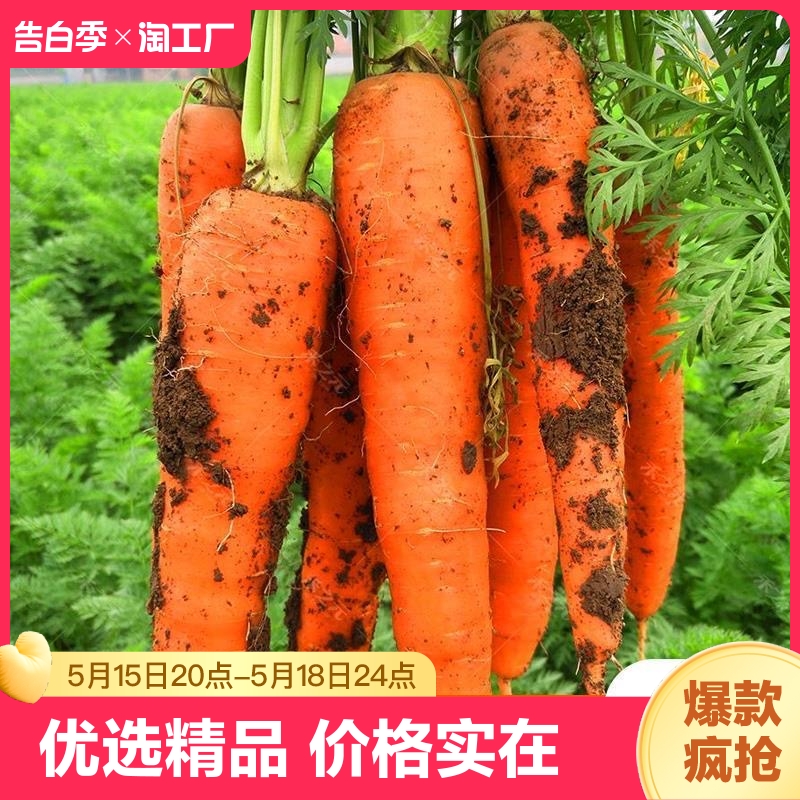 新鲜胡萝卜沙土地蔬菜水果红萝卜现挖现发农家自种即食 水产肉类/新鲜蔬果/熟食 萝卜/胡萝卜 原图主图