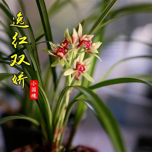 建兰小国魂夏带花浓香型四季兰花苗室内耐阴好养勤花绿植盆栽花卉