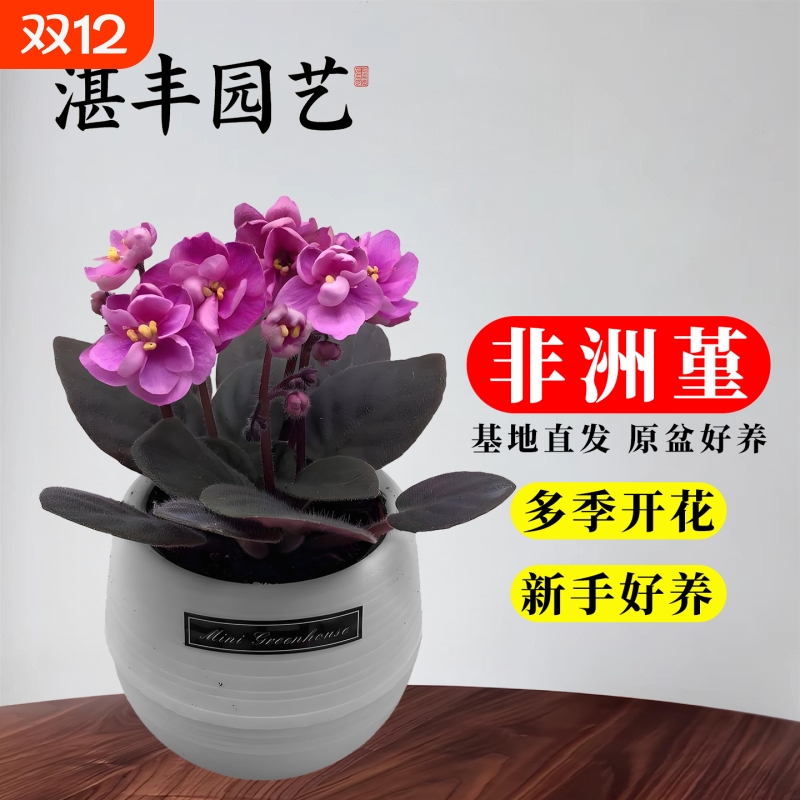 非洲堇紫罗兰盆栽带花苞室内客厅大花苗鲜花卉绿植好养活四季开