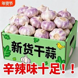 2025年新干蒜紫皮干蒜大蒜头批发新鲜金乡紫白皮大瓣蒜散装腌制