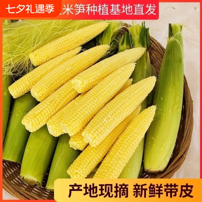 新鲜甜玉米笋9斤迷你小玉米蔬菜嫩玉米棒须水果玉米批发包邮现摘
