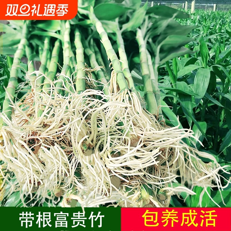 水培植物水养带观音根竹绿萝竹子绿植盆栽花卉植物室内花瓶客厅