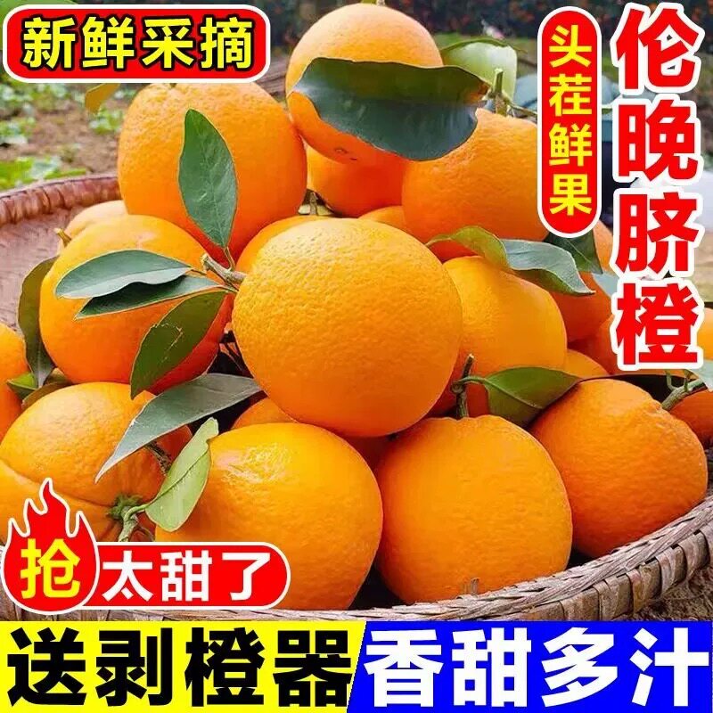 正宗湖北秭归伦晚脐橙新鲜现摘橙子孕妇水果春橙9斤产地大果鲜果图片