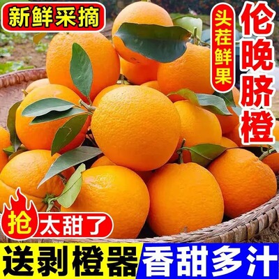 正宗湖北秭归伦晚脐橙新鲜现摘橙子孕妇水果春橙9斤产地大果鲜果