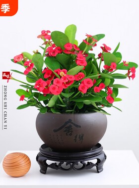 铁海棠盆栽带花虎刺梅四季室内小绿植阳台花卉植物盆景客厅水培